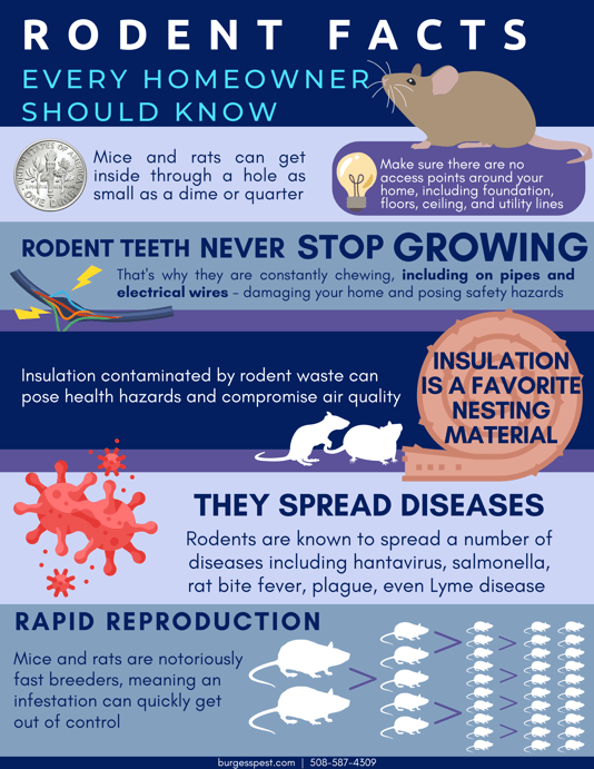 Rodent Awareness Week 2022 Rodent Facts Every Homeowner Should Know